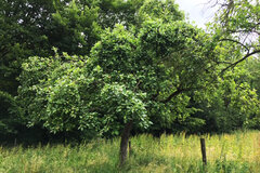 Obstbaum © Ulla Graumann