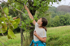 Pflaumenernte in Stottmert © Christine Loges