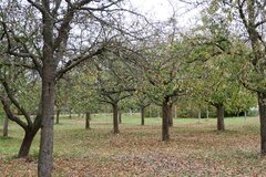 Obstwiese im Herbst © Angelika Schmitten