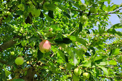 Streuobstwiese Wewelsburg Äpfel © Christine Loges