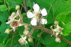 Biene auf Brombeerblüten © G. Krabbe