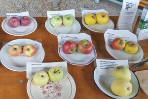 Verschiedene Apfelsorten