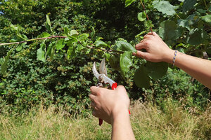 Obstbaumschnitt © Lena Hölzer