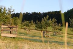 Streuobstwiese im Sommer © Stephan Kolodziej