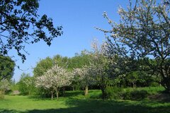 Bäume im Frühling © NABU Niederkassel