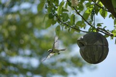 Flug der Meise © Stephan Kolodziej