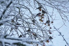 Futterreserve im Winter © Hanna Bante