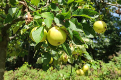 Obst auf der Streuobstwiese Oer-Erkenschwick © Christine Loges