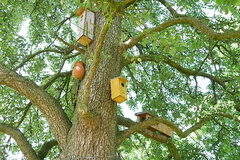 Birnenbaum mit Nistkästen © Lena Hölzer