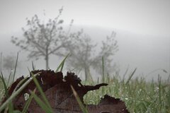 Herbst auf der Streuobstwiese © Stephan Kolodziej