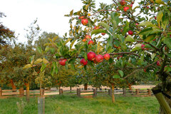 Gepflegte Streuobstwiese © Hanna Bante