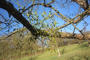 Mistel in Obstbaum