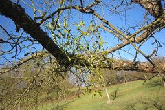 Mistel in Obstbaum © Ulrich Kuczkowiak